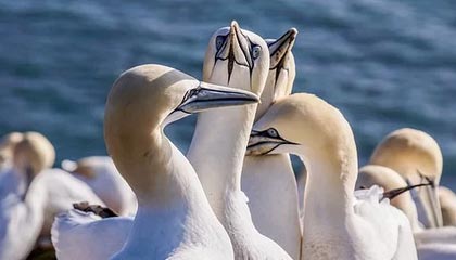 邵佳一首秀 国足2026年首期集训名单出炉