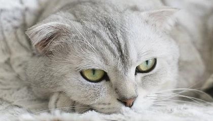 邵佳一首秀 国足2026年首期集训名单出炉